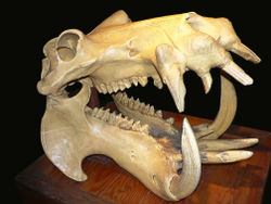 A hippopotamus' skull