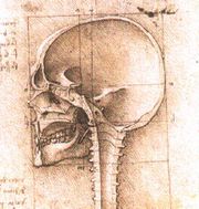 An image of a skull by Leonardo da Vinci
